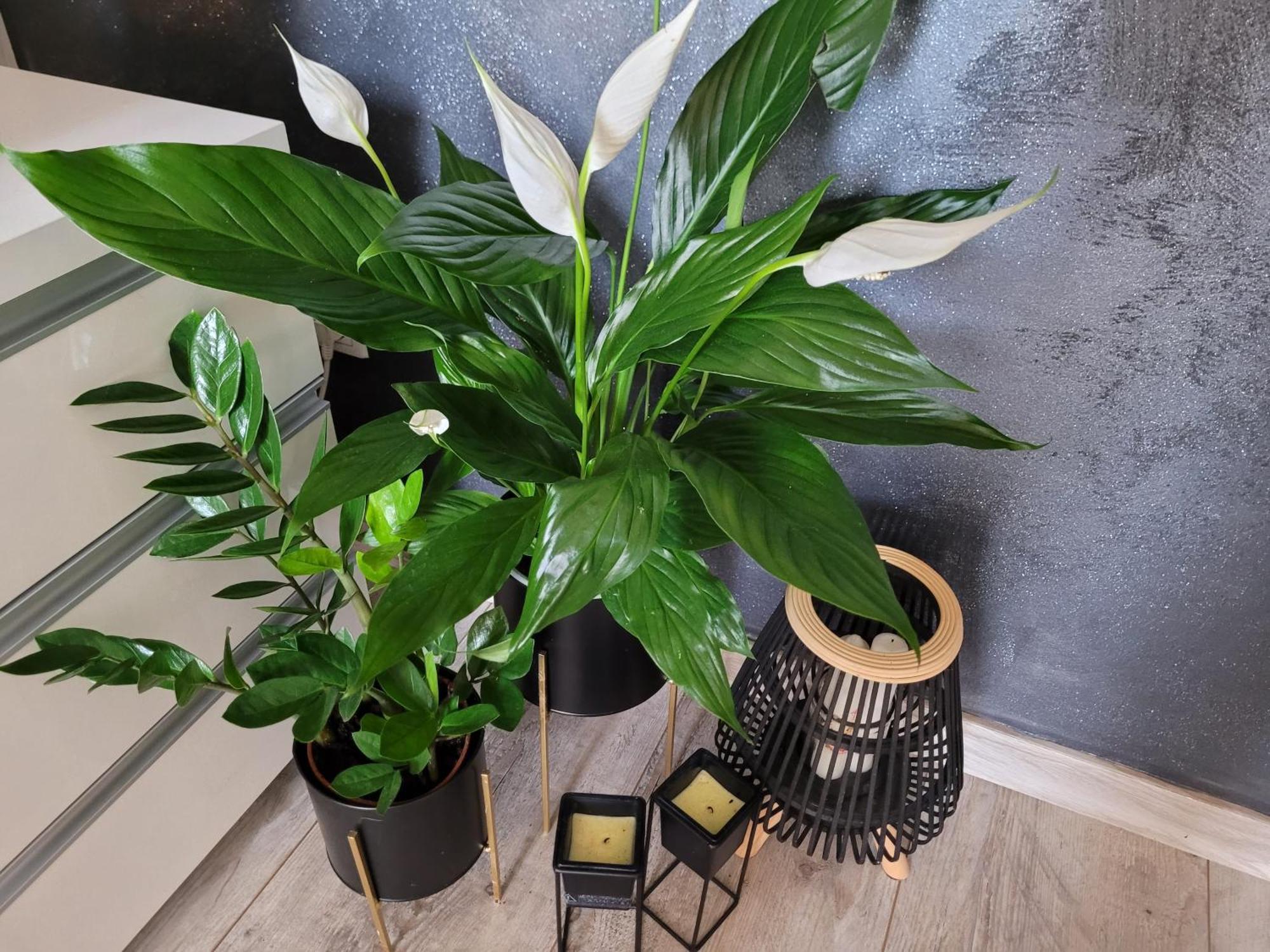 Apartament Lilla Jelenia Góra Екстериор снимка